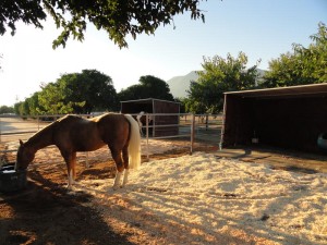 Paddocks with 3 Sided Shelters