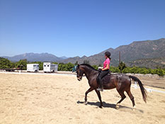 Irrigated FEI regulation dressage arena