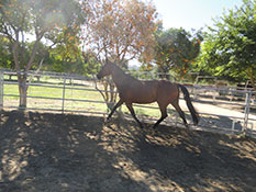 Irrigated 60’foot round pen